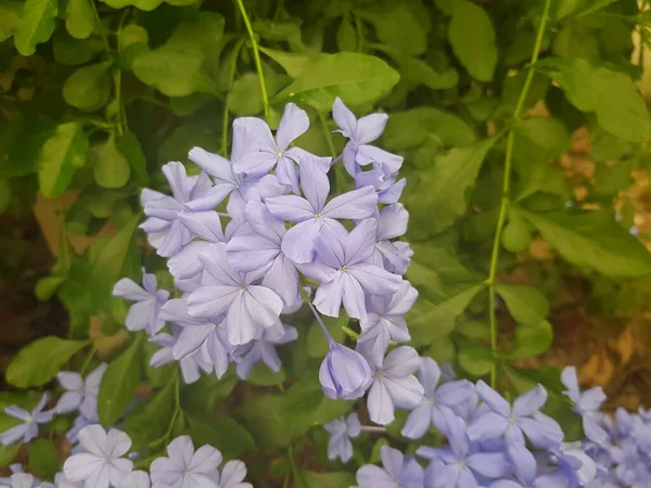 Purple Cape Leadwort Flower Garden — Stock Photo, Image