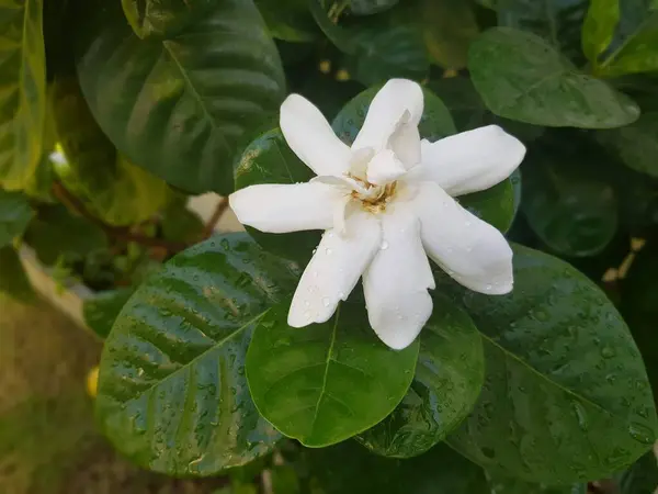 Bílý Mys Jasmín Květiny Zelené Listy Zahradě — Stock fotografie