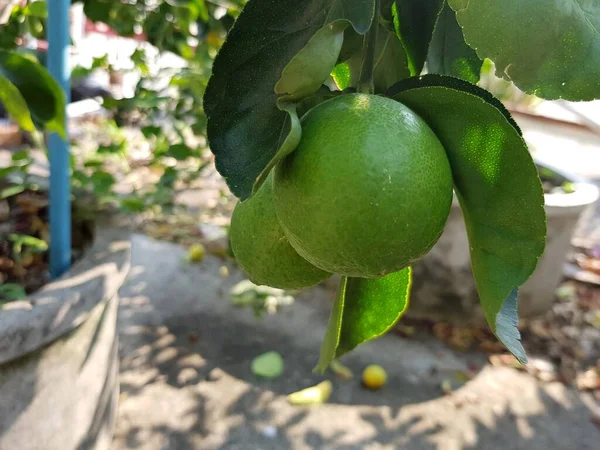 Légume Citron Vert Dans Jardin — Photo