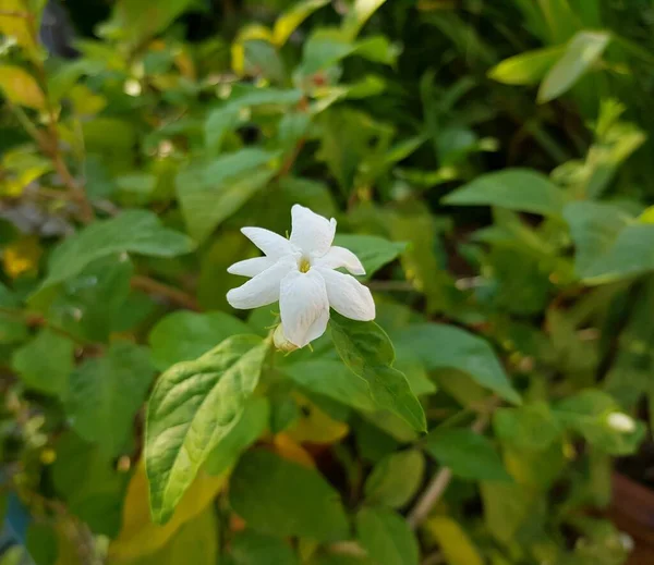 Weiße Jasminblüte Garten — Stockfoto