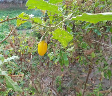 Bahçedeki küçük sarı patlıcan.