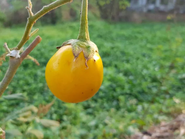 花园里的黄色小茄子 — 图库照片