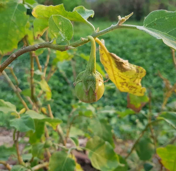 Petite Aubergine Verte Dans Jardin — Photo
