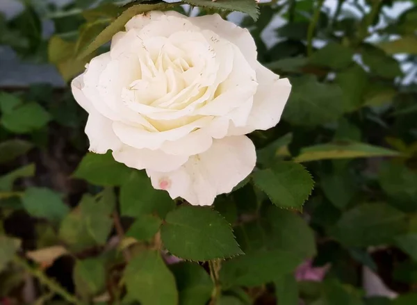 Beautiful White Rose Flowers Garden — Zdjęcie stockowe