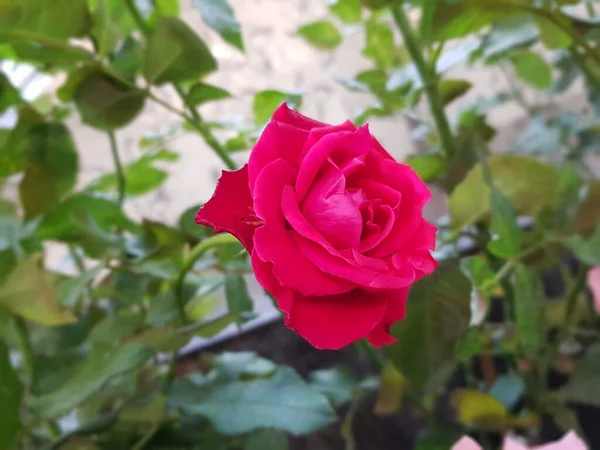 Hermosas Flores Rosas Rojas Jardín —  Fotos de Stock