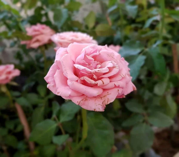 Piękne Różowe Kwiaty Róż Ogrodzie — Zdjęcie stockowe
