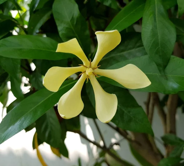 Gardenia Carinataflower Amarelo Jardim — Fotografia de Stock