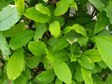 bir ağacın yeşil yaprakları