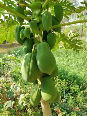 Ağaçta yeşil papaya. Bahçede meyveler.