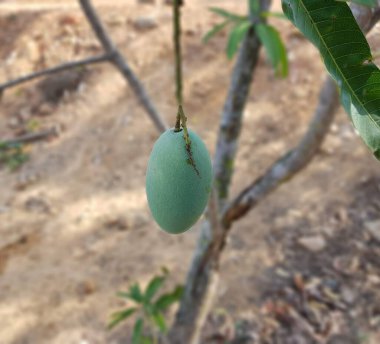 Yeşil mango meyve ağacı üzerinde