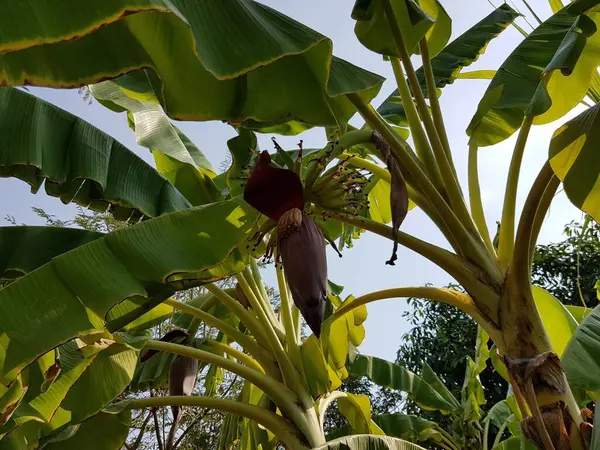 香蕉在有天空背景的树上开花 — 图库照片
