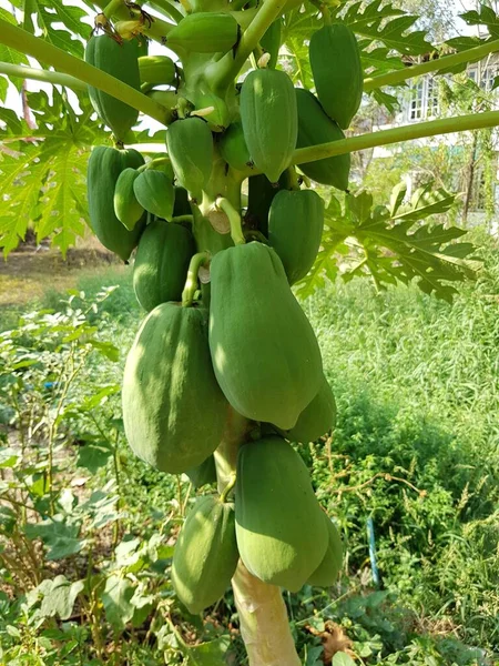 Papaye Verte Sur Arbre Fruits Dans Jardin — Photo