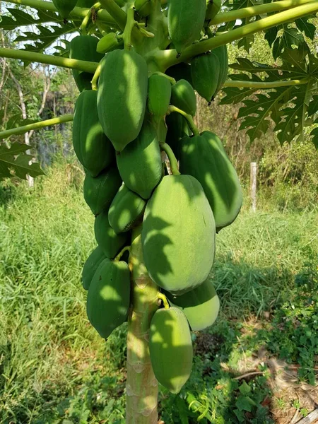 Zielona Papaja Drzewie Owoce Ogrodzie — Zdjęcie stockowe