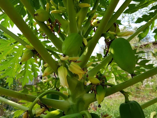 Papaye Verte Sur Arbre Fruits Dans Jardin — Photo