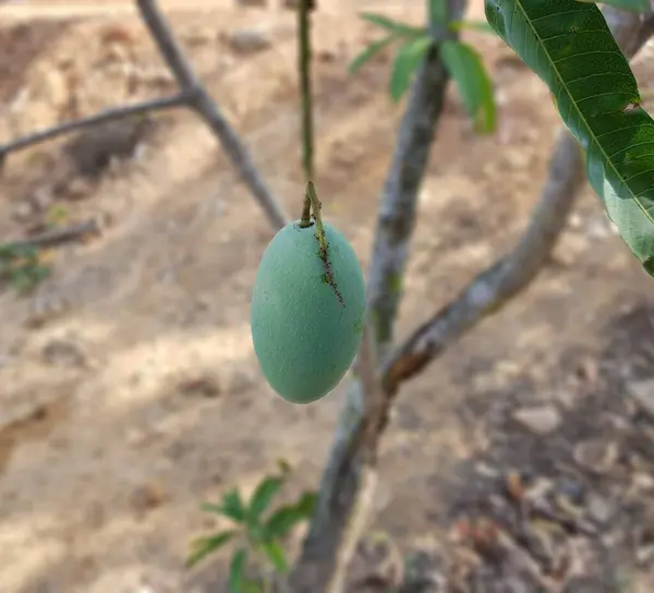 Jasnozielony Mango Owoc Drzewie — Zdjęcie stockowe