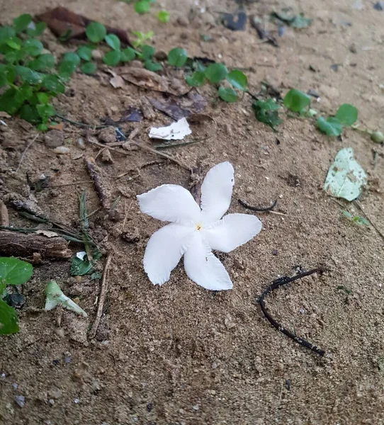 Weiße Blume Auf Gemahlenem Hintergrund — Stockfoto