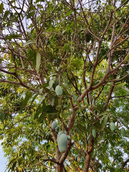 树上新鲜的芒果 — 图库照片