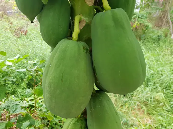 Fruits Papaye Sur Arbre — Photo