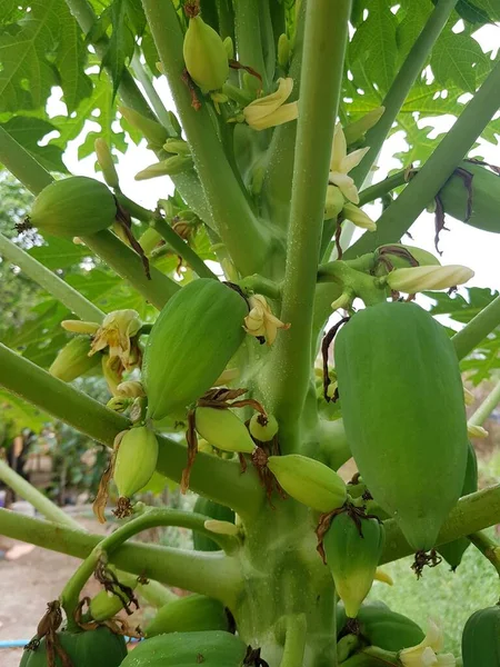 Petits Fruits Papaye Sur Arbre — Photo