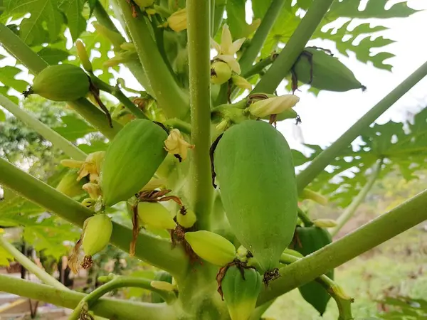 Petits Fruits Papaye Fleur Sur Arbre — Photo