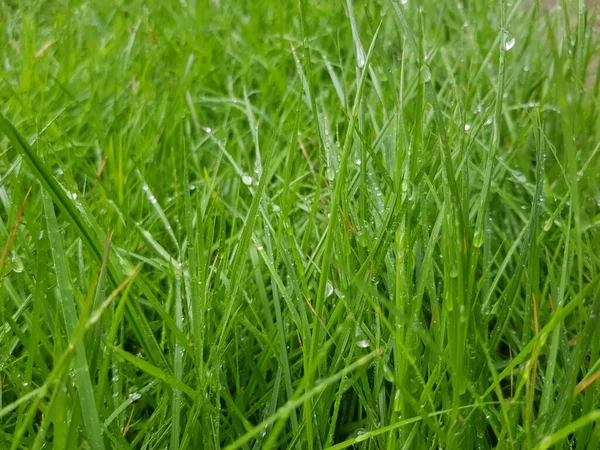 Een Nauwere Scène Groen Wild Gras Natuur Milieu — Stockfoto