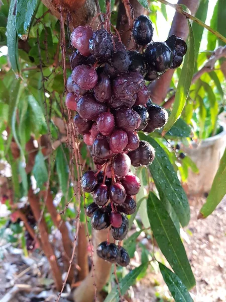 Fruits Noix Luna Sur Arbre — Photo