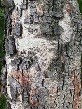 Kahverengi kabuk doğal doku arkaplanı.