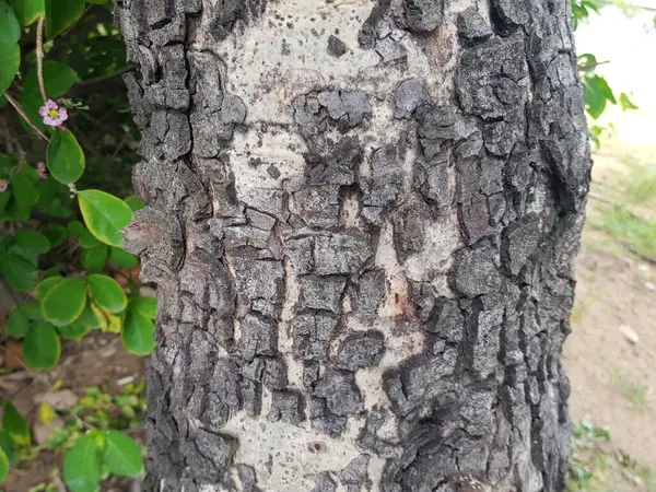Casca Marrom Fundo Textura Natural Árvore Pele Com Natureza Padrão — Fotografia de Stock