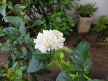 Güzel beyaz Yasemin çiçeği Bahçe