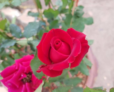 doğa kırmızı gül