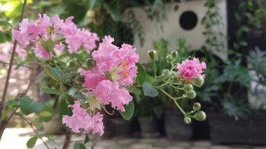 Pembe çatırtı mersin çiçekleri ve uçan arı polenden nektar emiyor..