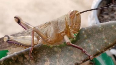 Çekirge (Çekirge, Patanga) kaktüs yer. 4K makro video görüntüsü