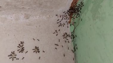 Siyah karınca kolonisi göçü, bir yuvadan diğerine bütün bir karınca kolonisinin hareketi..