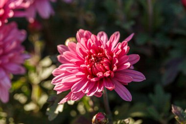 güzel kasımpatı çiçeği çalıları pembe renkler kapanıyor