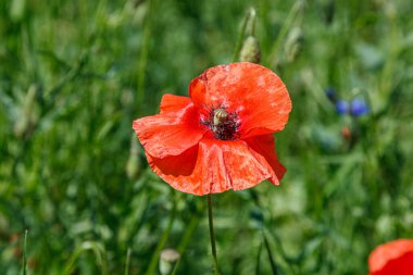 Güzel kırmızı gelincikler yakın planda.