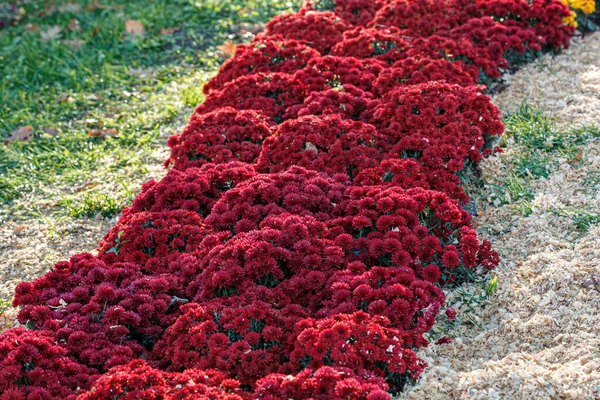 Piękne Krzaki Chryzantemy Kwiaty Czerwone Kolory Zbliżenie — Zdjęcie stockowe