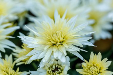 Güzel sarı kasımpatı çalıları. Yakın plan.