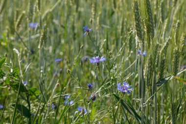 Çiçekli güzel bir tarla. Kapatın.