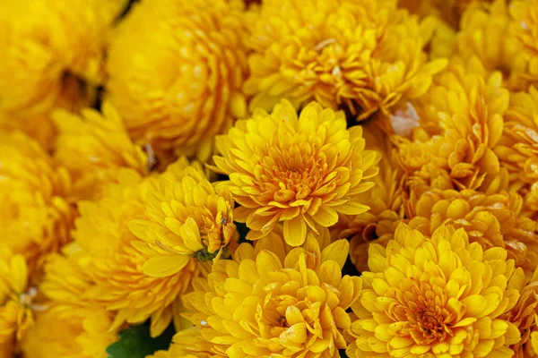 美丽的黄菊花花丛 — 图库照片