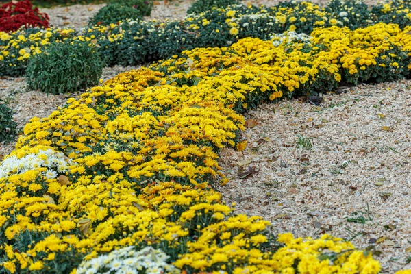 Güzel Sarı Kasımpatı Çalıları Yakın Plan — Stok fotoğraf