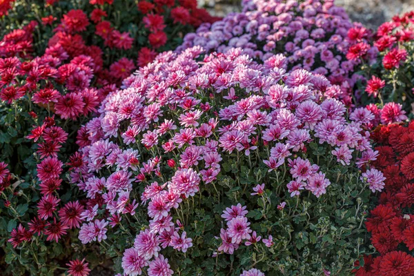Güzel Kasımpatı Çiçeği Çalıları Pembe Renkler Kapanıyor — Stok fotoğraf