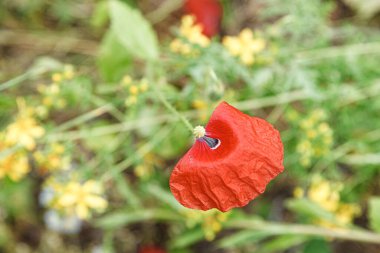 Tarlanın içinde güzel gelincikler var.