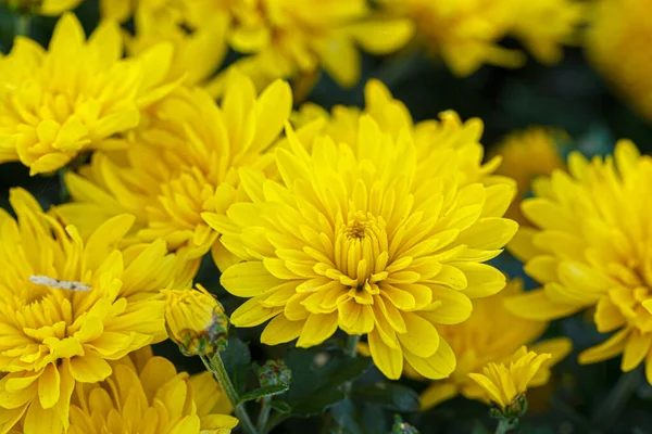 Mooie Struiken Van Gele Chrysant Bloemen Close — Stockfoto