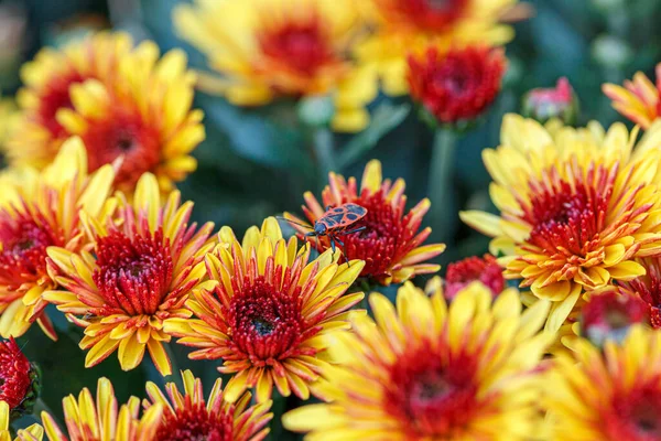 stock image beautiful bushes of chrysanthemum flowers yellow and red colors close up