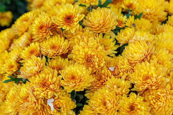 Belos Arbustos Flores Crisântemo Amarelo Close — Fotografia de Stock