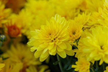 Güzel sarı kasımpatı çalıları. Yakın plan.