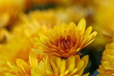 Güzel sarı kasımpatı çalıları. Yakın plan.