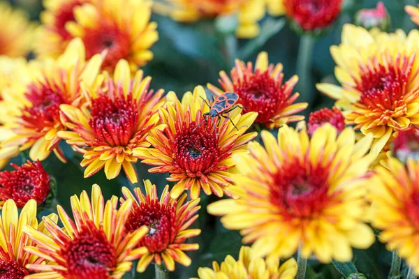 Piękne Krzewy Chryzantemy Kwiaty Żółty Czerwony Kolory Zbliżenie — Zdjęcie stockowe