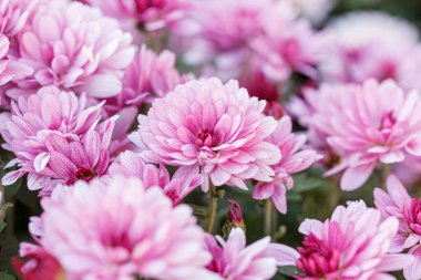 güzel kasımpatı çiçeği çalıları pembe renkler kapanıyor