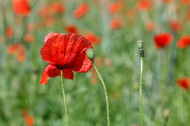 Güzel kırmızı gelincikler yakın planda.